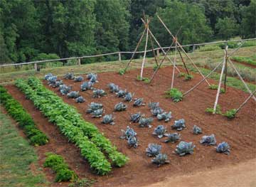 vegetable-garden-start
